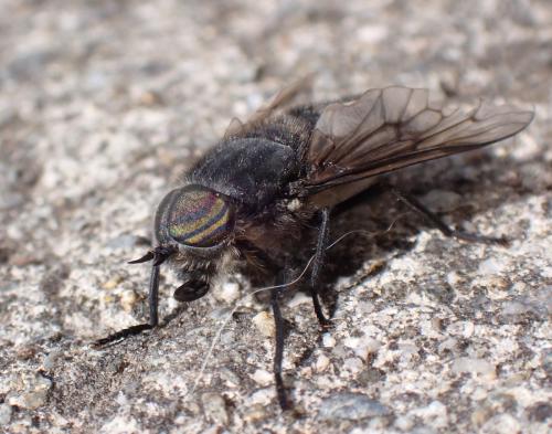 Hybomitra micans